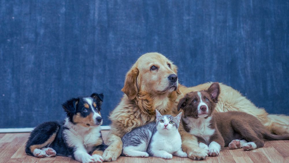 Cette photo montre quatre chiens de race différente accompagnés d'un chat gris. Tous les animaux sont paisibles.