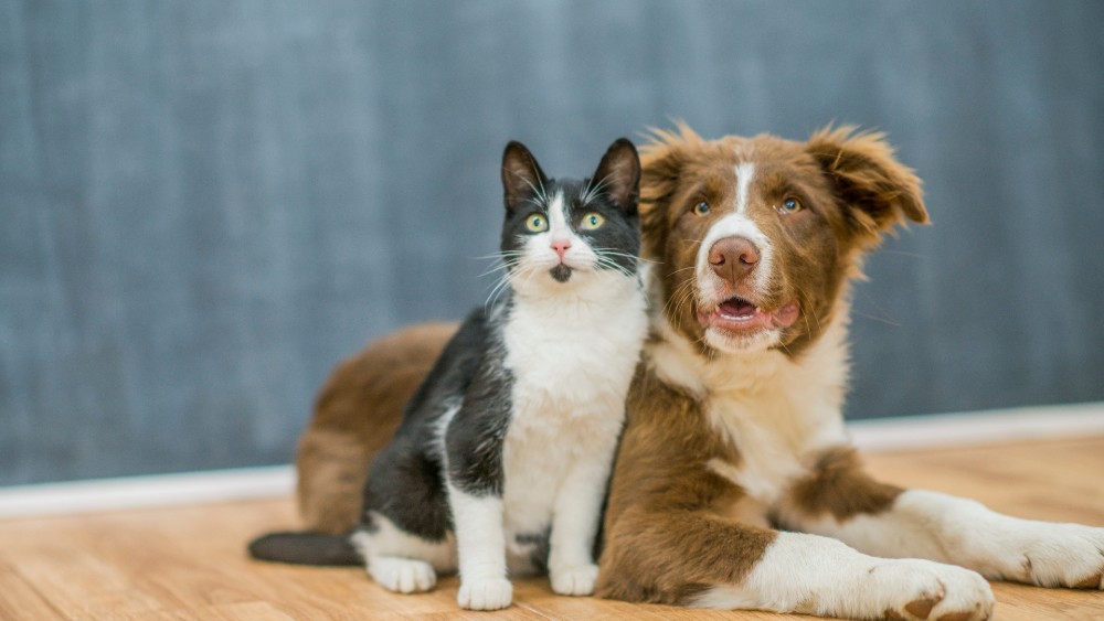 On voit sur cette image un chien et un chat côte à côte, sur fond gris. Ils regardent dans la même direction.